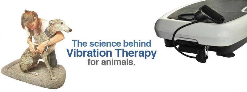 Vibration Therapy and Animal BnH Connection